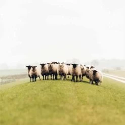 Gebreide Hoofdband Van Wol Freya Lichen Green - One Size - Groen -Kleding Verkoop gebreide hoofdband van wol freya lichen green one size groen 2